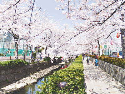 足立朝日 Blog Archive 春は目前 桜で有名なスポット 葛西用水親水水路周辺 をお散歩