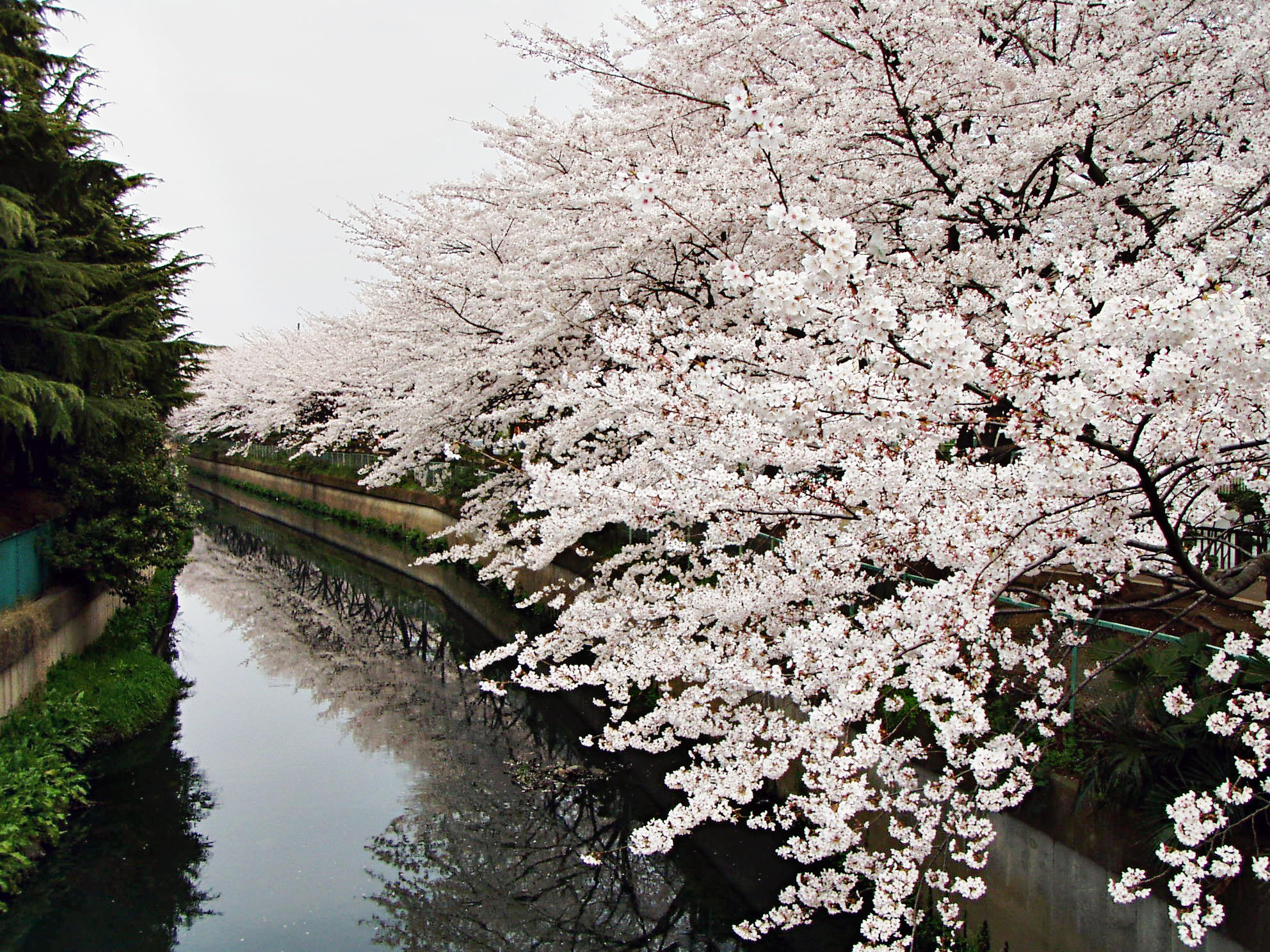 足立朝日» Blog Archive » 桜の季節にイベント 桜めぐりバスや日暮里