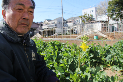 足立朝日 Blog Archive 春の風物詩 菜の花 咲く前に収穫 ナバナが出荷時期